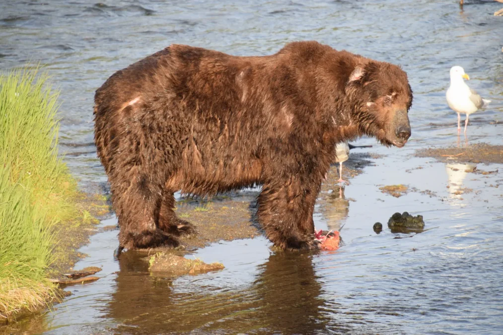 Fat Bear Week Begins After Contestant's Fatal River Mauling