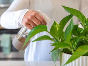 How to Keep Your Pothos Healthy and Thriving