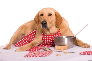 Healthy Eating for Dogs: Foods They Can Enjoy and Their Benefits