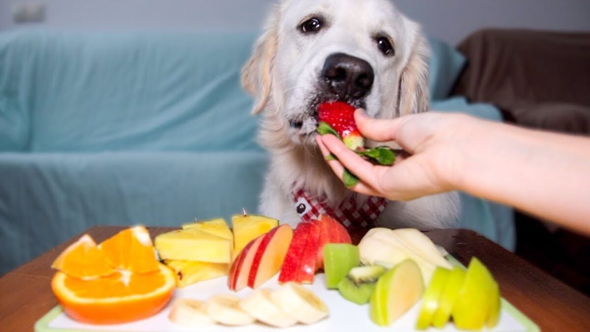 Which Fruits and Vegetables Are Safe for Dogs to Eat?